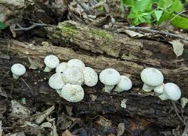 Attēlu rezultāti vaicājumam “Lycoperdon perlatum”