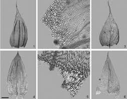 Attēlu rezultāti vaicājumam “Brachythecium”