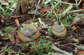 Attēlu rezultāti vaicājumam “Humaria hemisphaerica”