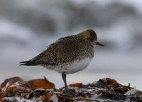 Attēlu rezultāti vaicājumam “Pluvialis apricaria”