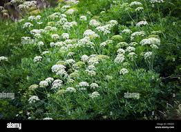 Attēlu rezultāti vaicājumam “Laserpitium latifolium flower”