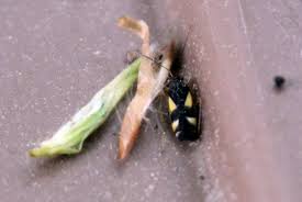 Attēlu rezultāti vaicājumam “Dryophilocoris flavoquadrimaculatus”