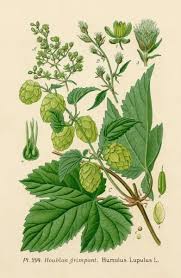 Attēlu rezultāti vaicājumam “Humulus lupulus”