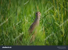 Attēlu rezultāti vaicājumam “Crex crex adult”