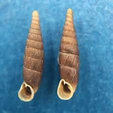 Attēlu rezultāti vaicājumam “Clausiliidae”