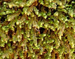 Attēlu rezultāti vaicājumam “Scapania”