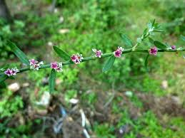 Attēlu rezultāti vaicājumam “Polygonum arenastrum flower”
