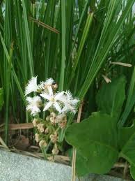 Attēlu rezultāti vaicājumam “Menyanthes trifoliata leaf”