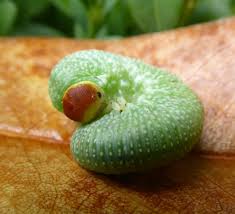 Attēlu rezultāti vaicājumam “Trichiosoma larva”