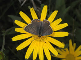 Attēlu rezultāti vaicājumam “Lycaena tityrus”