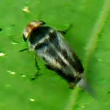 Attēlu rezultāti vaicājumam “Mordella sp.”