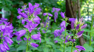Attēlu rezultāti vaicājumam “Campanula latifolia flower”