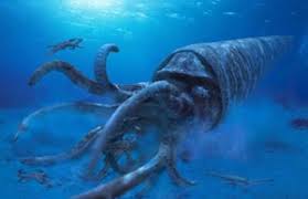 Attēlu rezultāti vaicājumam “Endoceras”