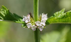 Attēlu rezultāti vaicājumam “Lycopus europaeus flower”