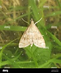 Attēlu rezultāti vaicājumam “Udea fulvalis”