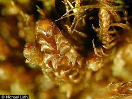 Attēlu rezultāti vaicājumam “Barbilophozia kunzeana”