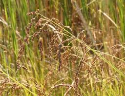 Attēlu rezultāti vaicājumam “Glyceria striata fruit”