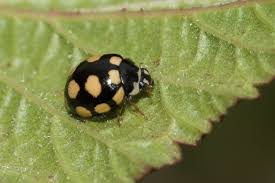 Attēlu rezultāti vaicājumam “Coccinula quatuordecimpustulata”