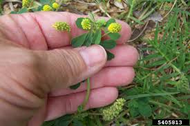 Attēlu rezultāti vaicājumam “Medicago lupulina”