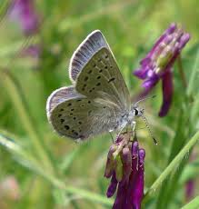 Attēlu rezultāti vaicājumam “Satyrium ilicis underside”