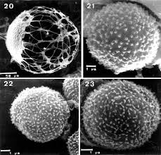 Attēlu rezultāti vaicājumam “Cribraria purpurea”