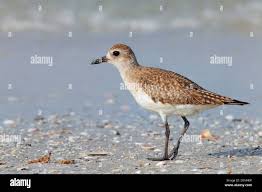 Attēlu rezultāti vaicājumam “Pluvialis squatarola adult”