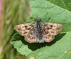Attēlu rezultāti vaicājumam “Hesperiidae”
