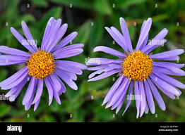 Image result for Aster alpinus