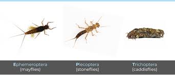Attēlu rezultāti vaicājumam “Trichoptera”