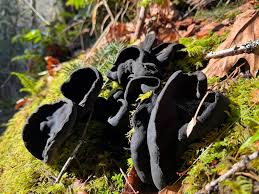 Attēlu rezultāti vaicājumam “Pseudoplectania nigrella”