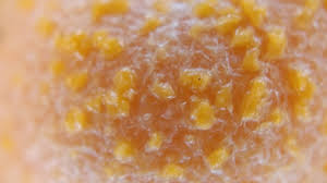 Attēlu rezultāti vaicājumam “Oligonema favogineum sessile”