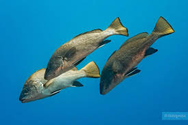 Image result for Sciaena umbra