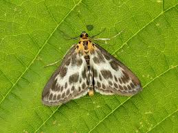 Attēlu rezultāti vaicājumam “Anania hortulata”