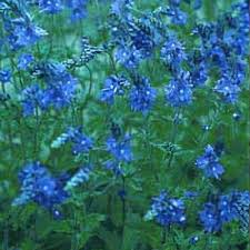 Image result for Veronica teucrium