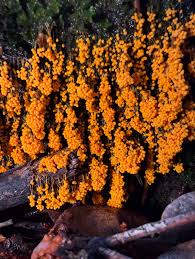 Attēlu rezultāti vaicājumam “Badhamia lilacina var. megaspora spores”