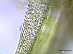 Attēlu rezultāti vaicājumam “Dicranella heteromalla”