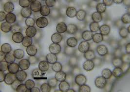 Attēlu rezultāti vaicājumam “Collaria arcyrionema macro”