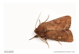 Attēlu rezultāti vaicājumam “Lacanobia oleracea”