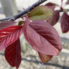 Attēlu rezultāti vaicājumam “Malus purpurea”