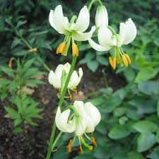 Image result for Lilium martagon Alba