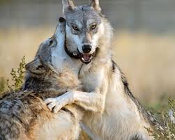 Image result for Westgate Wolves A.R.L.F.C.