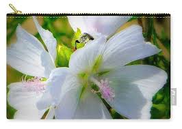 Image result for Malva moschata alba