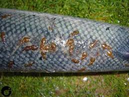 Attēlu rezultāti vaicājumam “Licea chelonoides spores”