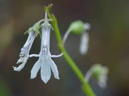 Attēlu rezultāti vaicājumam “Lobelia dortmanna flower”
