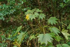 Attēlu rezultāti vaicājumam “Kalopanax septemlobus”