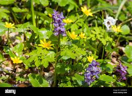 Attēlu rezultāti vaicājumam “Corydalis cava flower”
