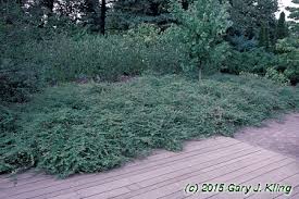 Attēlu rezultāti vaicājumam “Symphoricarpos x chenaultii”