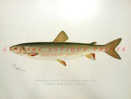 Image result for Coregonus huntsmani