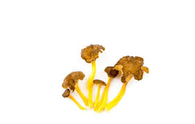 Attēlu rezultāti vaicājumam “Cantharellus lutescens”