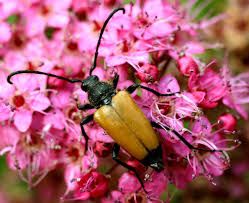 Attēlu rezultāti vaicājumam “Paracorymbia maculicornis”